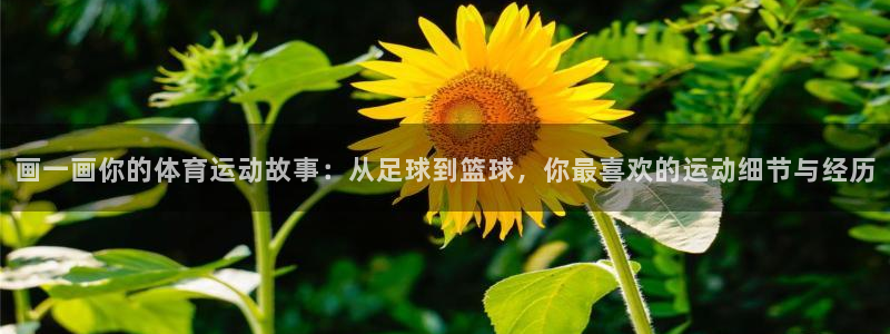 vsport体育在线官网